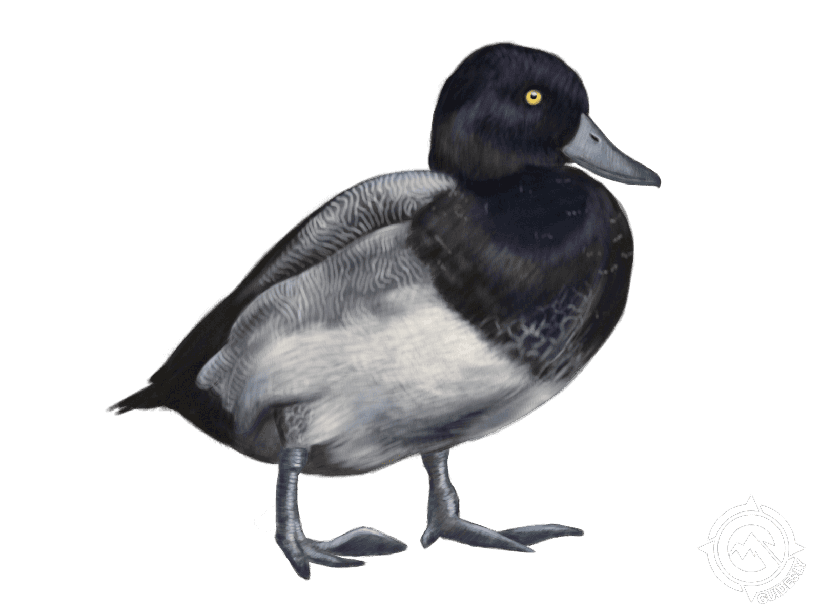 Lesser Scaup